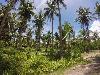 Vacant Lot Suitable for Resort for Sale in Siargao Island